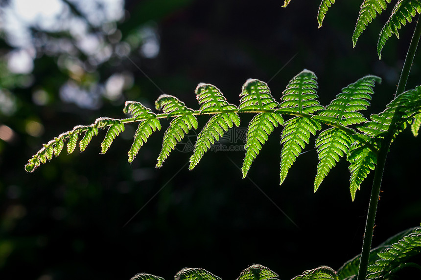 绿色蕨类植物图片