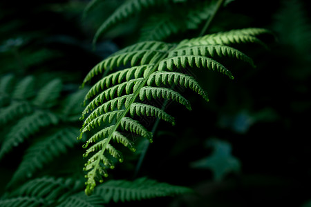 绿色蕨类植物背景图片