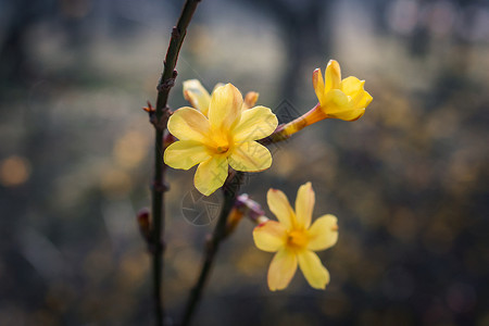 黄色迎春花迎春花背景