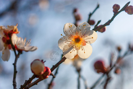 梅花背景图片