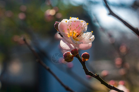 梅花图片