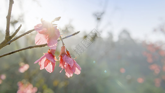 二月花樱花背景