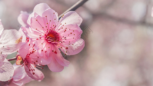 春日阳光下盛开的梅花特写高清图片