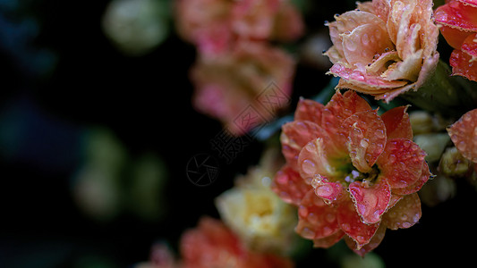 微观特写春天雨水水珠花朵特写背景