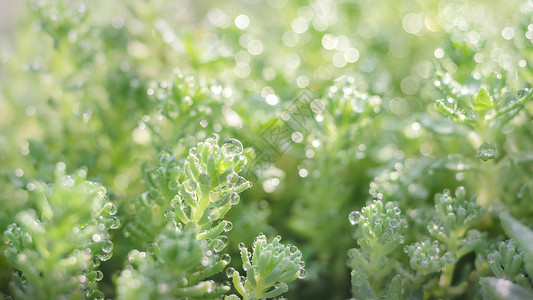 唯美春天雨露小草高清图片