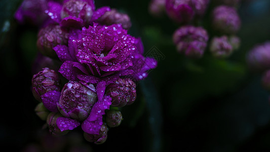 春天雨水水珠花朵特写高清图片