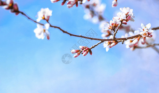 桃花盛开特写图片