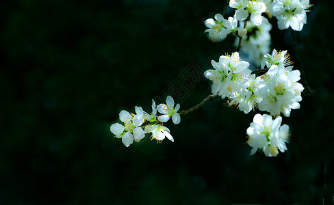 桃花盛开早春白花高清图片