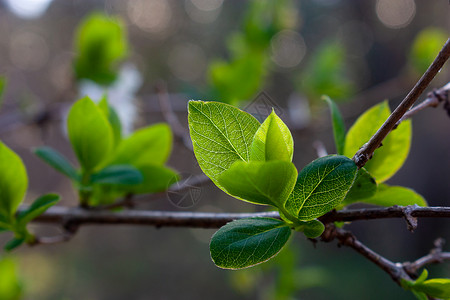 春天新生的绿叶背景图片