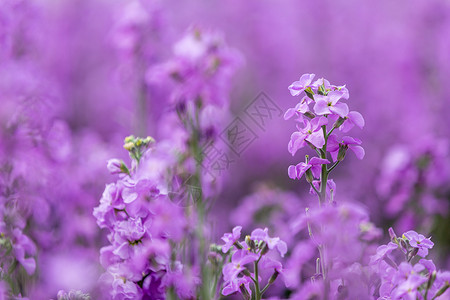 春天紫罗兰花开高清图片