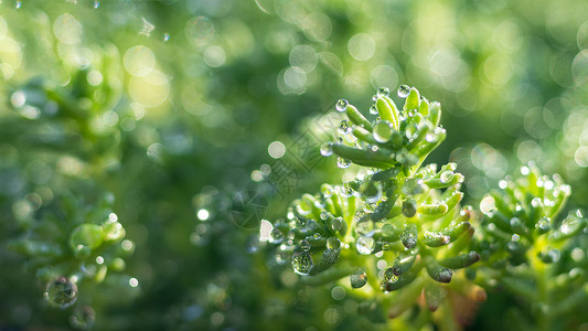 惊蛰节气字体植物上的雨水背景