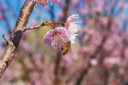 梅花与蜜蜂碎米飞开花植物高清图片