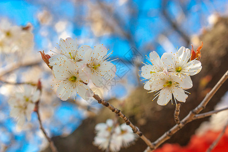 樱桃花与古建筑背景图片