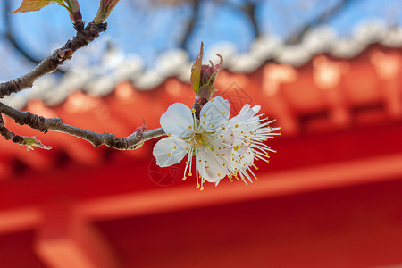 樱花花枝蝴蝶樱桃花与古建筑背景