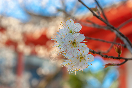 樱桃花与古建筑高清图片