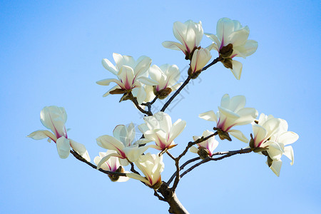 初春盛开的白玉兰背景图片