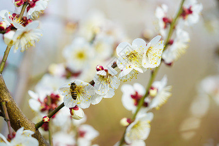 春日里的白色梅花盛开图片