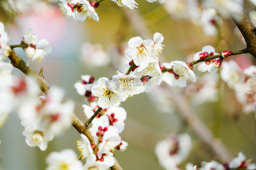 春日里的白色梅花盛开图片