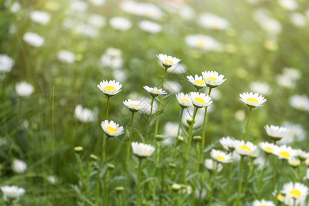 三月花朵白色小雏菊背景