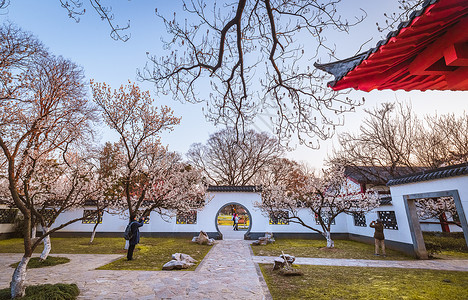 春天南京玄武湖樱洲樱桃花旅游高清图片素材