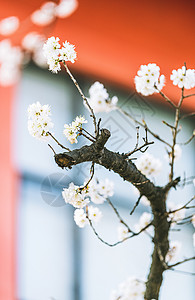 春天南京玄武湖樱洲樱桃花图片