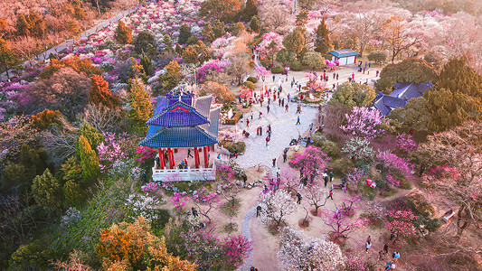 春天南京明孝陵景区梅花山的梅花背景图片