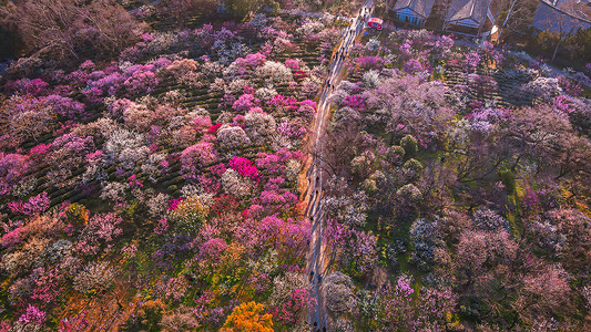 春天南京明孝陵景区梅花山的梅花背景图片