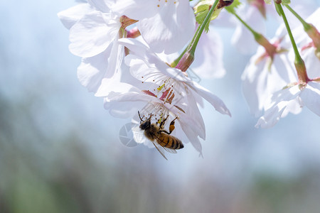 春天花朵蜜蜂采蜜图片