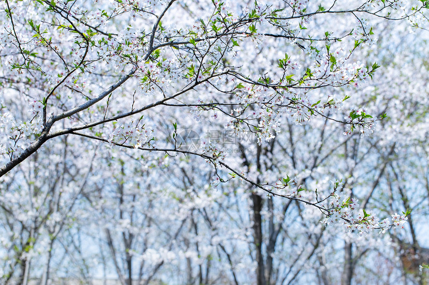 白色樱花林密集图片