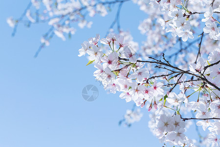 樱花花朵白羽蓝天高清图片