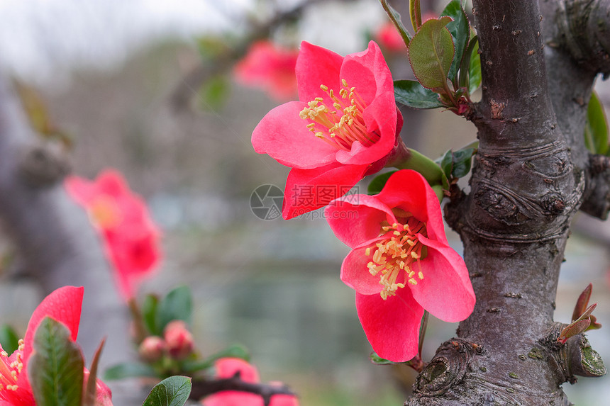 春天绽放的红色海棠花图片