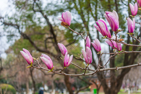 玉兰花花卉挺立高清图片