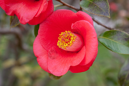 山茶花顶部开红花的植物高清图片