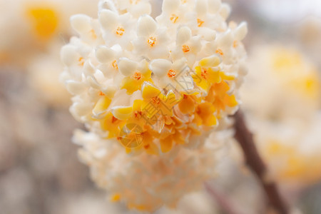 结香花精致的春天高清图片