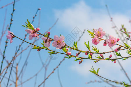 粉色绿叶边框早春桃花背景