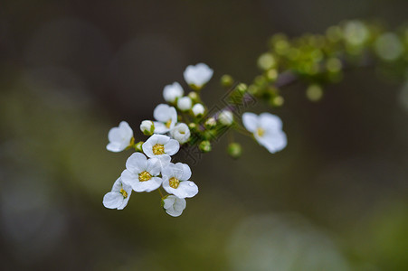 白色清新绣线菊背景图片