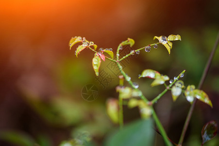 植物叶子上的水珠背景图片