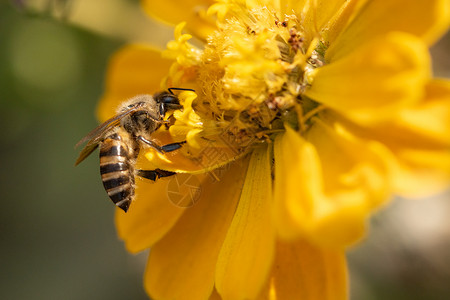飞虫蜜蜂采蜜背景