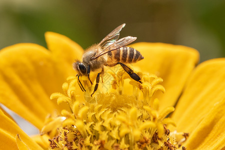 工笔花卉动物蜜蜂采蜜背景