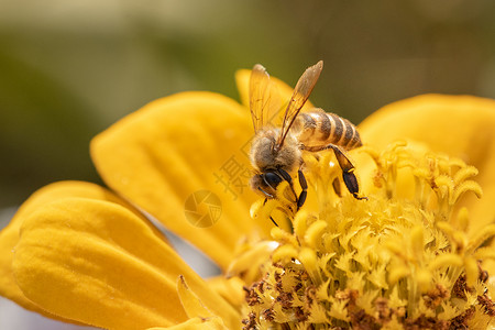 蜜蜂采蜜图片