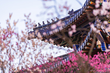 南京明孝陵景区梅花山梅花背景图片