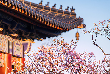 南京明孝陵景区梅花山梅花背景图片