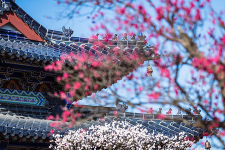 南京明孝陵景区梅花山梅花图片