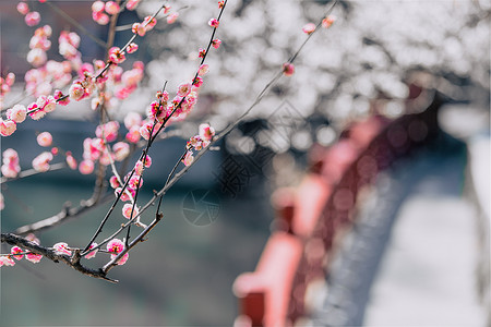 雨花台图片南京雨花台梅岗春天的梅花背景