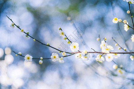 春天阳光下的梅花背景图片