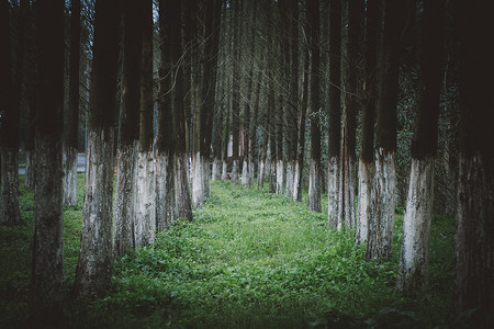 成排的红杉林暗调背景图片