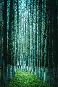 有规则的红杉树林木高清图片
