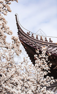 南京灵谷寺春天的玉兰花与传统建筑高清图片