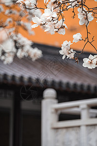 寺町南京灵谷寺春天的玉兰花与传统建筑背景