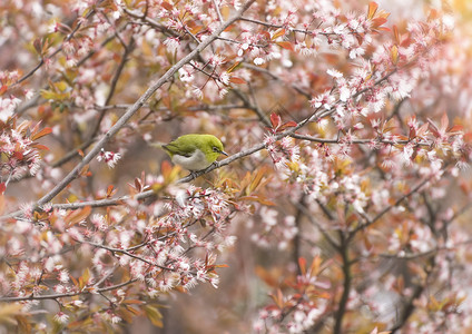 花枝头黄鹂鸟背景图片